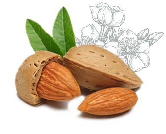 Nos amandes made in France