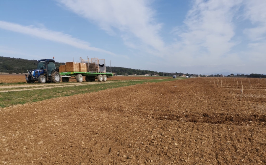 Lancement de la plantation à Sérignan Du Comtat