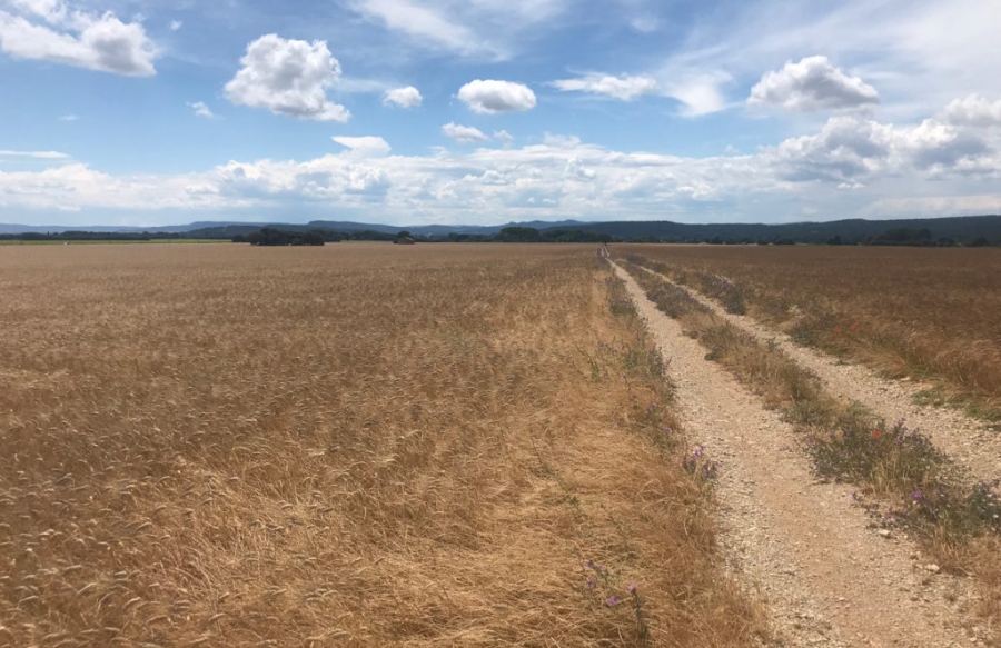 LE PLUS GRAND VERGER D’AMANDIERS DE PROVENCE PLANTé CET HIVER A SERIGNAN DU COMTAT