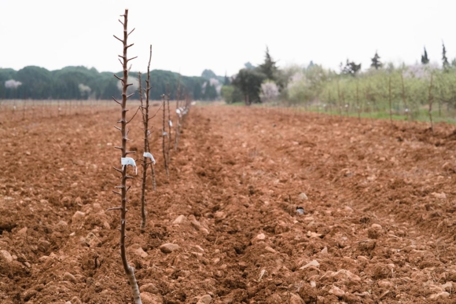 Première plantation de la Compagnie des Amandes dans l’Aude