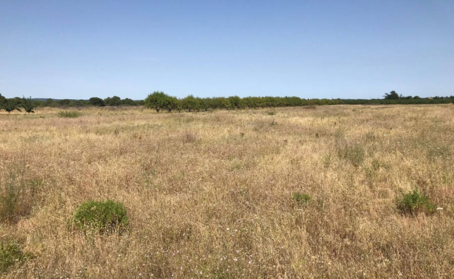 Première plantation en occitanie