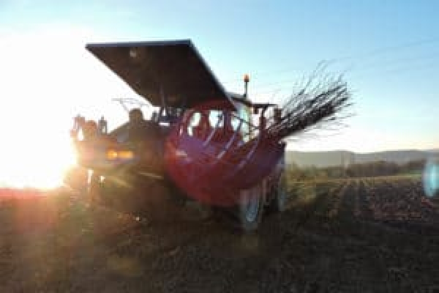 Premières plantations